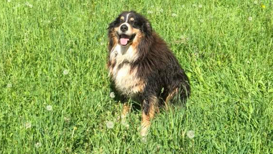 Submitted by Julie Honsey Evenson